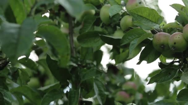 Manzanas en ramas de manzano — Vídeo de stock