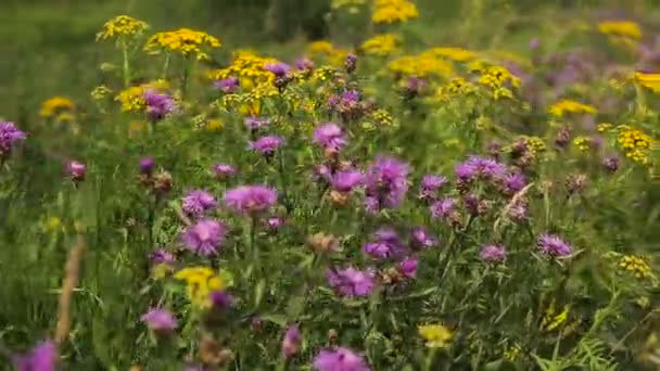 Mooie wilde bloemen op de weide — Stockvideo