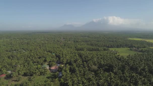 산악 지대에 있는 필 리핀 루손의 농장 — 비디오