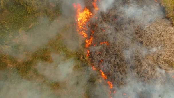 Fuego en un arbusto tropical — Vídeo de stock