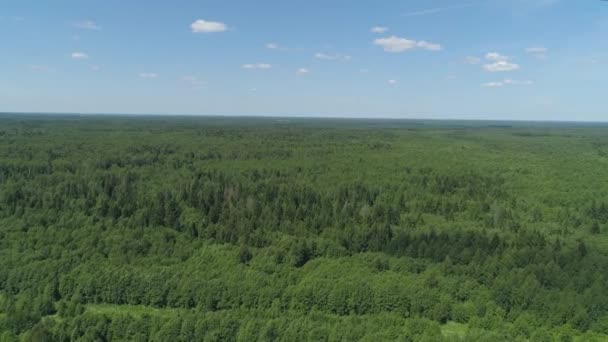 Vuelo sobre el bosque verde — Vídeos de Stock