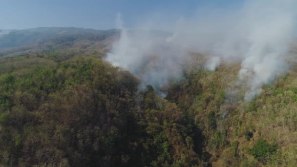 Waldbrand in den Bergen — Stockvideo