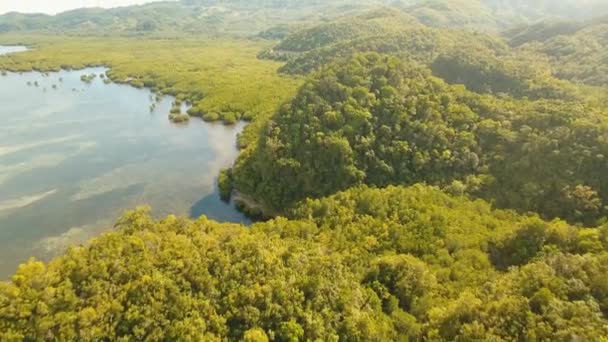 Asya 'daki Mangrove Ormanı — Stok video