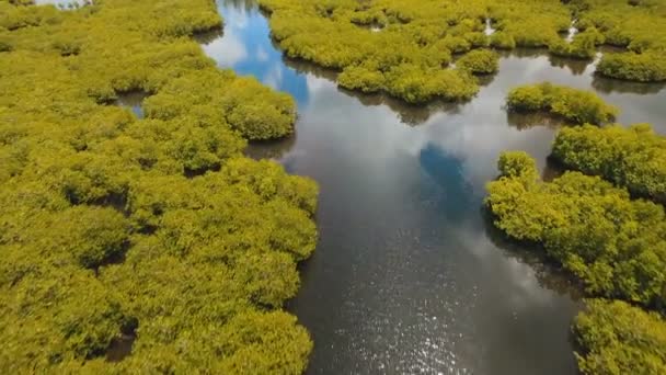 아시아 폴리핀 시아가오에 있는 홍수림 — 비디오