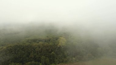 Sis içindeki yağmur ormanı Jawa Adası Endonezya