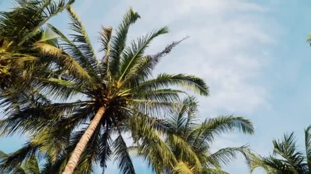 Palm trees and blue sky — Stock Video