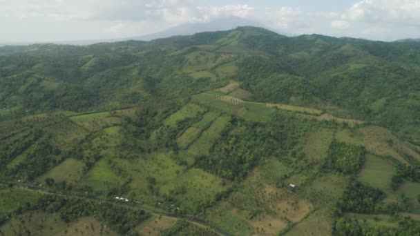 Palmeiras e terras agrícolas na montanha — Vídeo de Stock
