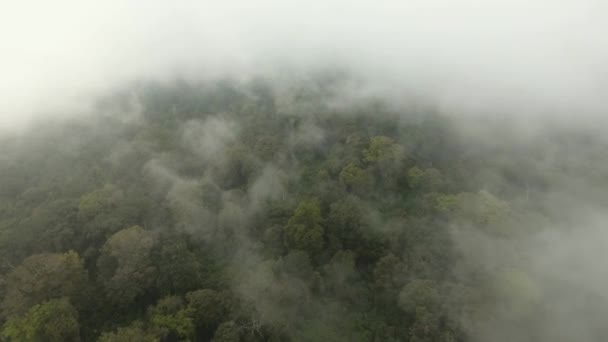 forêt tropicale dans le brouillard jawa île indonesia 