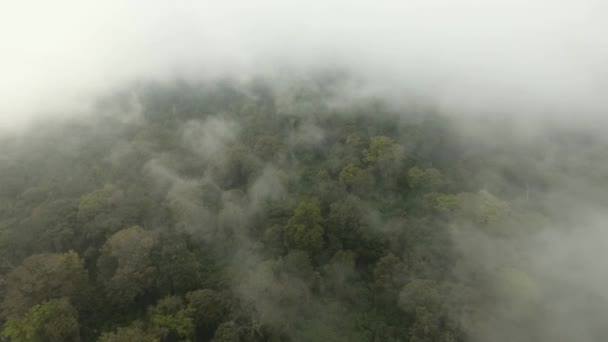 Regenwoud in de mist jawa eiland Indonesië — Stockvideo