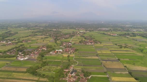 Campos de arroz e terras agrícolas na indonésia — Vídeo de Stock