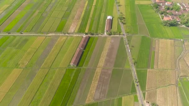 Campo de arroz y tierras agrícolas en Indonesia — Vídeos de Stock