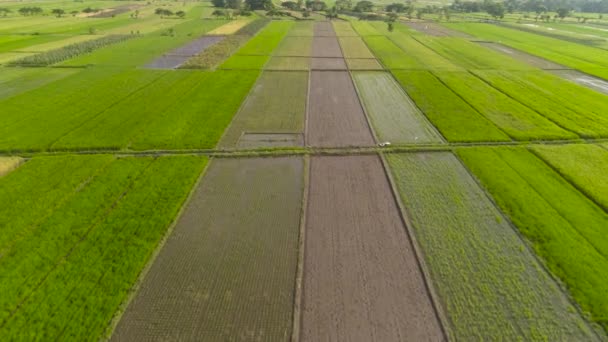 Rijstveld en landbouwgrond in Indonesië — Stockvideo