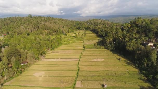 Campos de arroz com terras agrícolas na indonésia — Vídeo de Stock