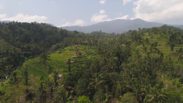 Risterrasser i indonesien — Stockvideo