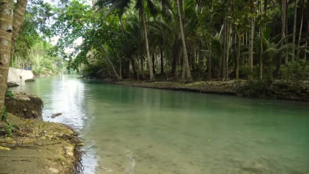 Река в джунглях — стоковое видео