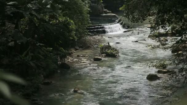 Rio na floresta tropical em cebu filipinas — Vídeo de Stock
