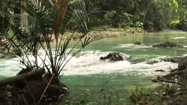 Río en la selva tropical — Vídeos de Stock