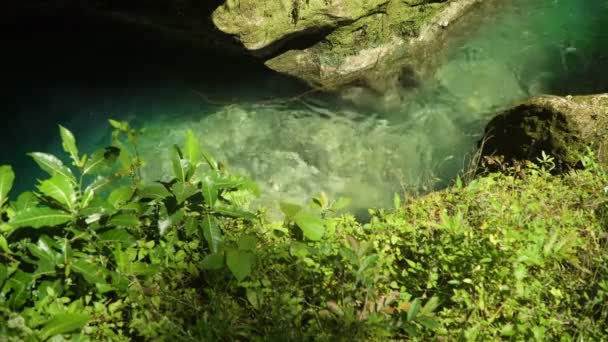 Rivière dans la forêt tropicale — Video