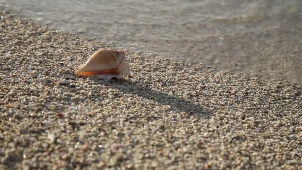 Concha na praia de areia — Vídeo de Stock