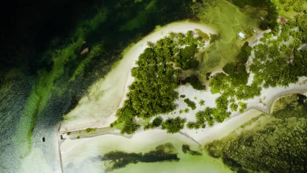 Tropical beach with palm trees aerial view — Stock Video