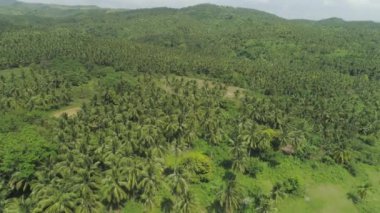 Palmiye ağaçlarının filizlendiği tropik bir manzara