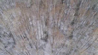 Ormanlı kış manzarası