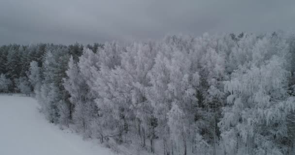 Vinter landskap med skog fält vinter — Stockvideo