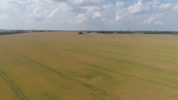 Campo de trigo amarillo — Vídeo de stock