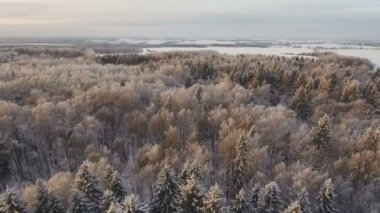 Ormanlı kış manzarası