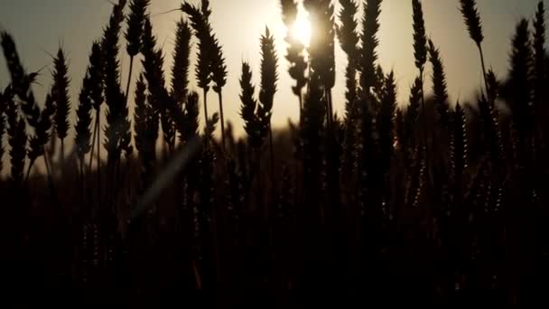 Pole pszenicy o zachodzie słońca — Wideo stockowe
