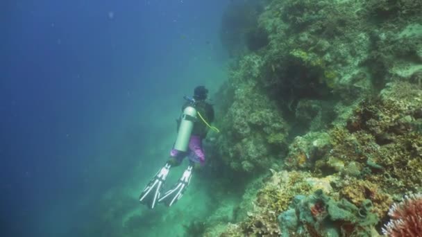 Scuba divers underwater — Stock Video