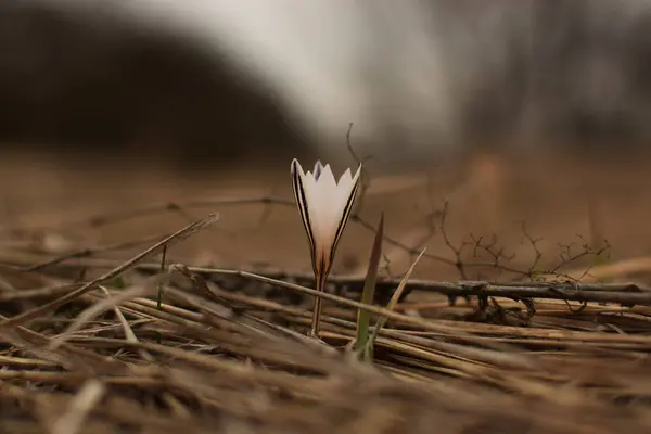 white striped crocus flower on a background of dry grass