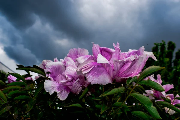purple peony flower on the background of a blue stormy sky