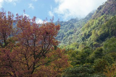 Kiraz çiçeği Tay sakura atorchidagriculture, Chaingmai, Tayland.