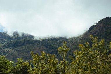 Kiraz çiçeği Tay sakura atorchidagriculture, Chaingmai, Tayland.