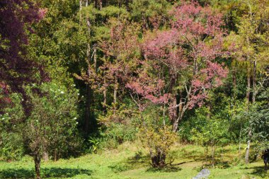 Kiraz çiçeği Tay sakura atorchidagriculture, Chaingmai, Tayland.