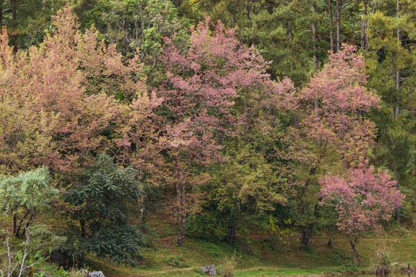 Fiori di ciliegio Thai sakura atorchidagriculture, ChaingMai, Thailandia . — Foto Stock