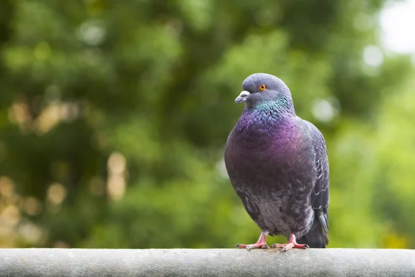 Pigeon cinza está sentado . — Fotografia de Stock