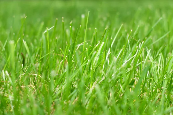 Grönt gräs på en bakgrund. — Stockfoto