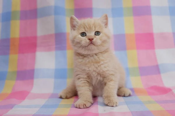 Crema britannica Kitten . — Foto Stock