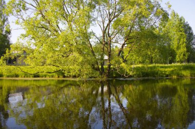 Sudaki ağaçların yansıması.