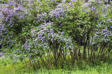 Parkta açan leylak ağaçları.