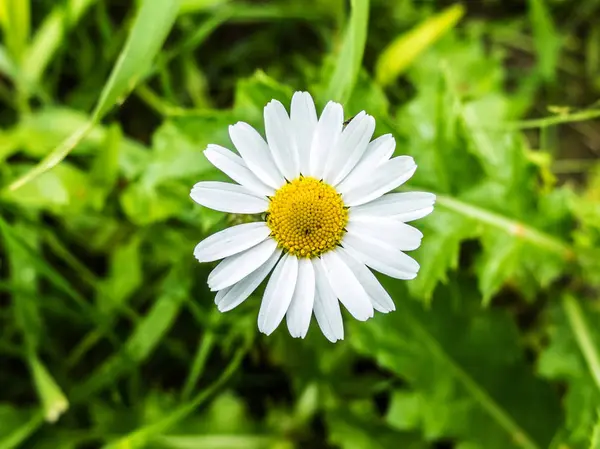 Daisy flor crescendo no prado na grama verde . — Fotografia de Stock