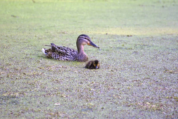 Entenmutter schwimmt mit ihren Kindern in stehendem Pool. — Stockfoto