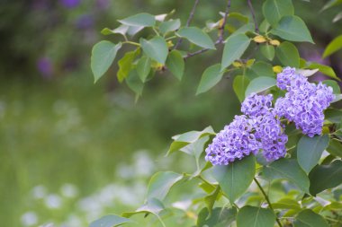 Leylak çalılıkları.