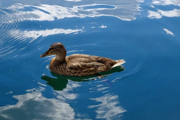 Nutrire le anatre sull'acqua . — Foto Stock