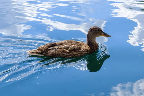 Ördek ile çocuklarını durgun bir havuzda yüzüyor. — Stok fotoğraf