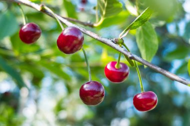 Olgun kırmızı kirazlar bir ağaç dalında.