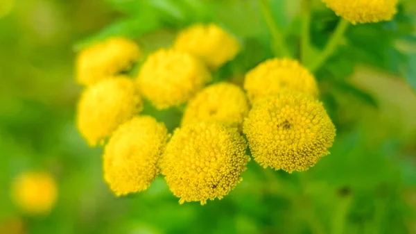 Желтые цветы . — стоковое фото