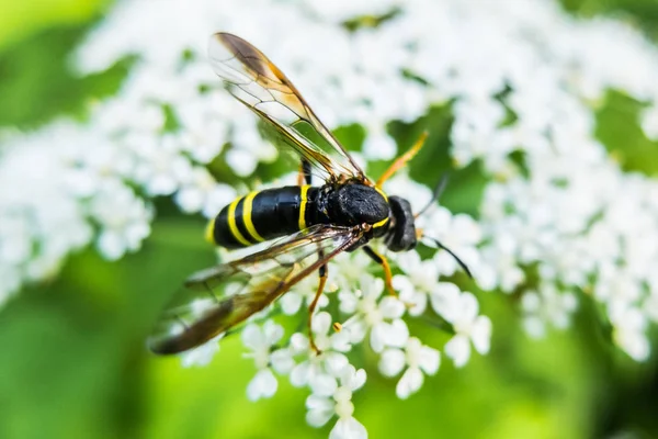 Vespa senta a flor comendo néctar . — Fotografia de Stock